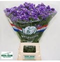ΠΡΟΒΑΤΣΙΑ  ΜΠΛΕ.....-LIMONIUM ST. CRYSTAL DARK BLUE